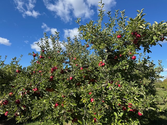apple trees with apples