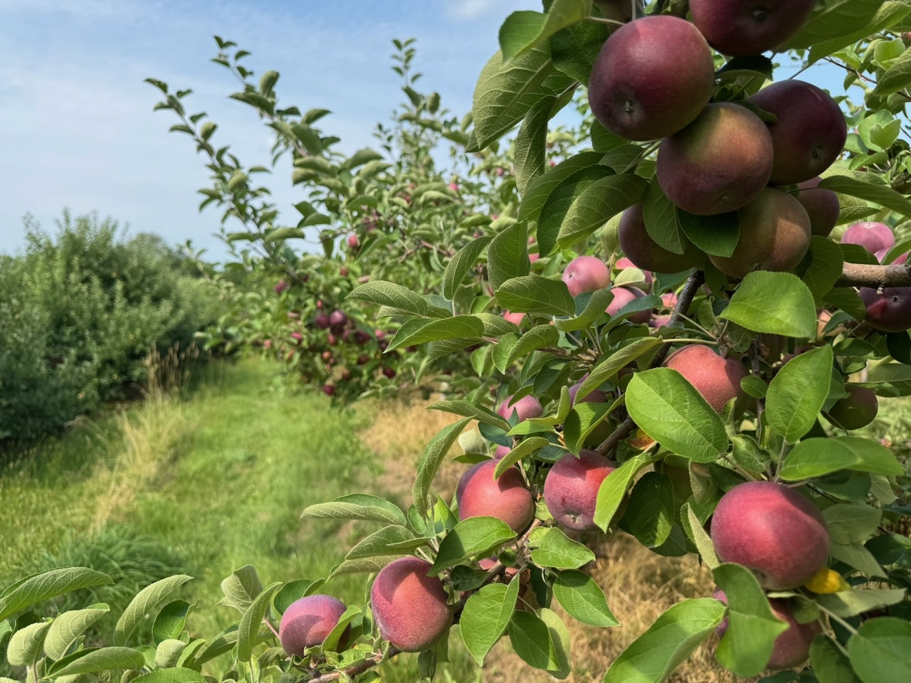 apples on a branch