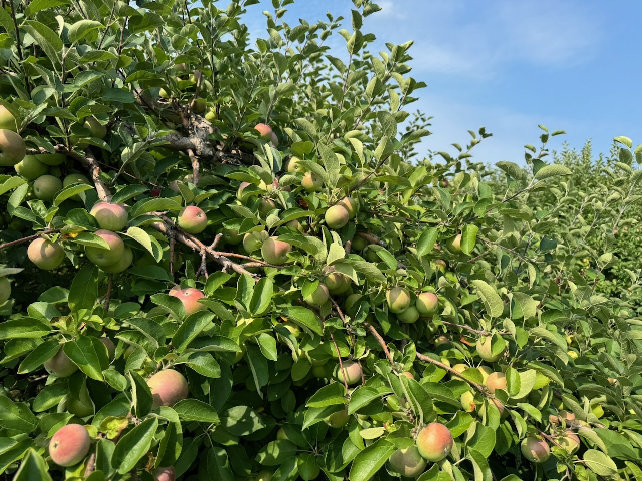 apples on a branch