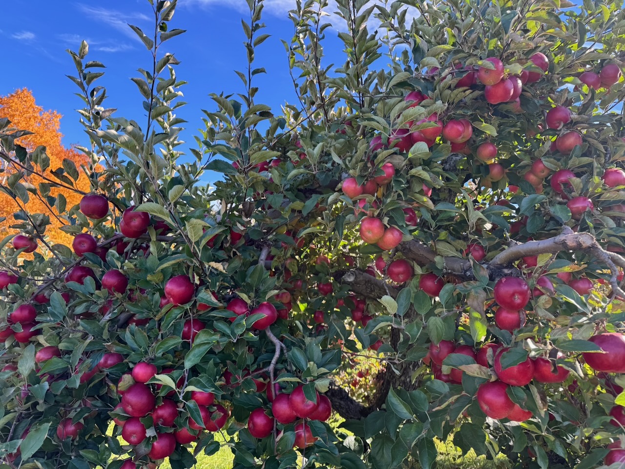 red apples on a tree