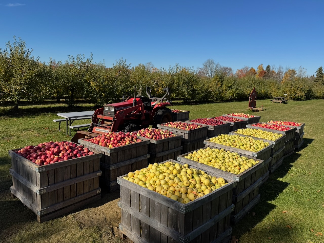bins of apples with a tractor in the background