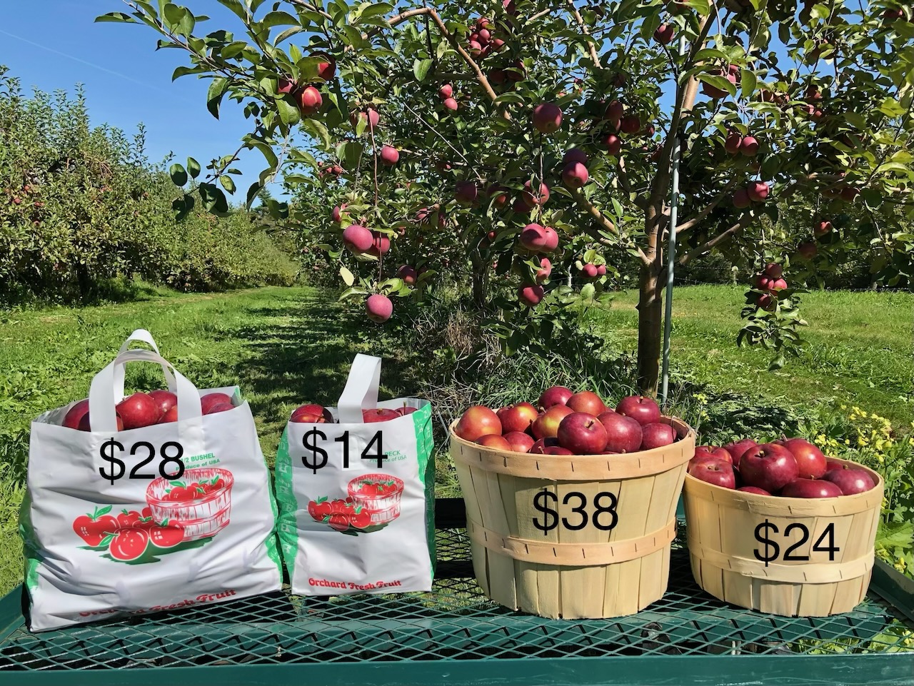 apples in various containers