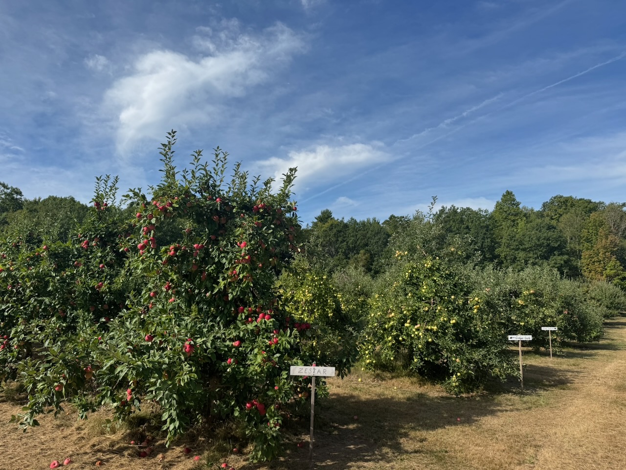 apples trees with apples