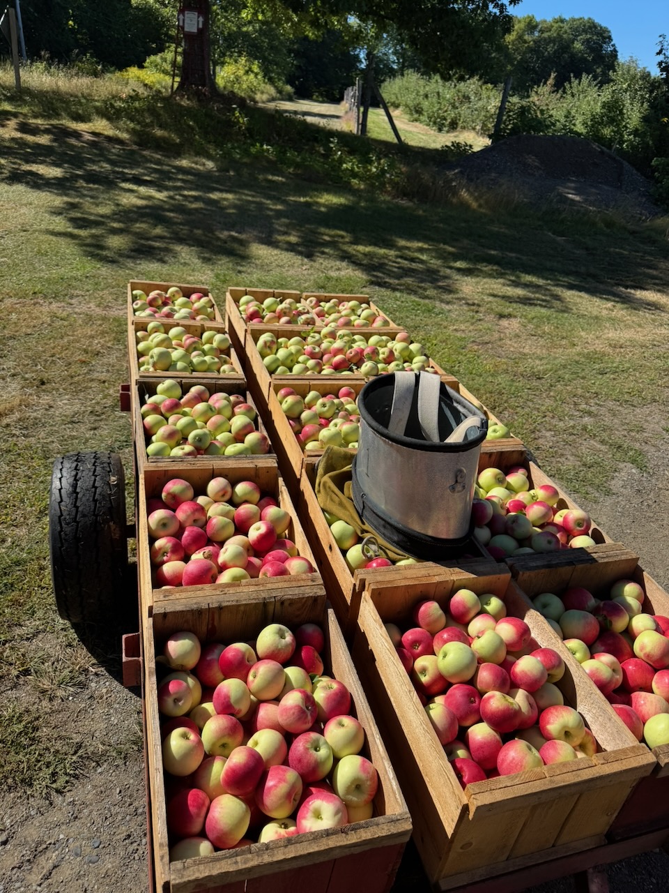 apples in boxes on a trailer