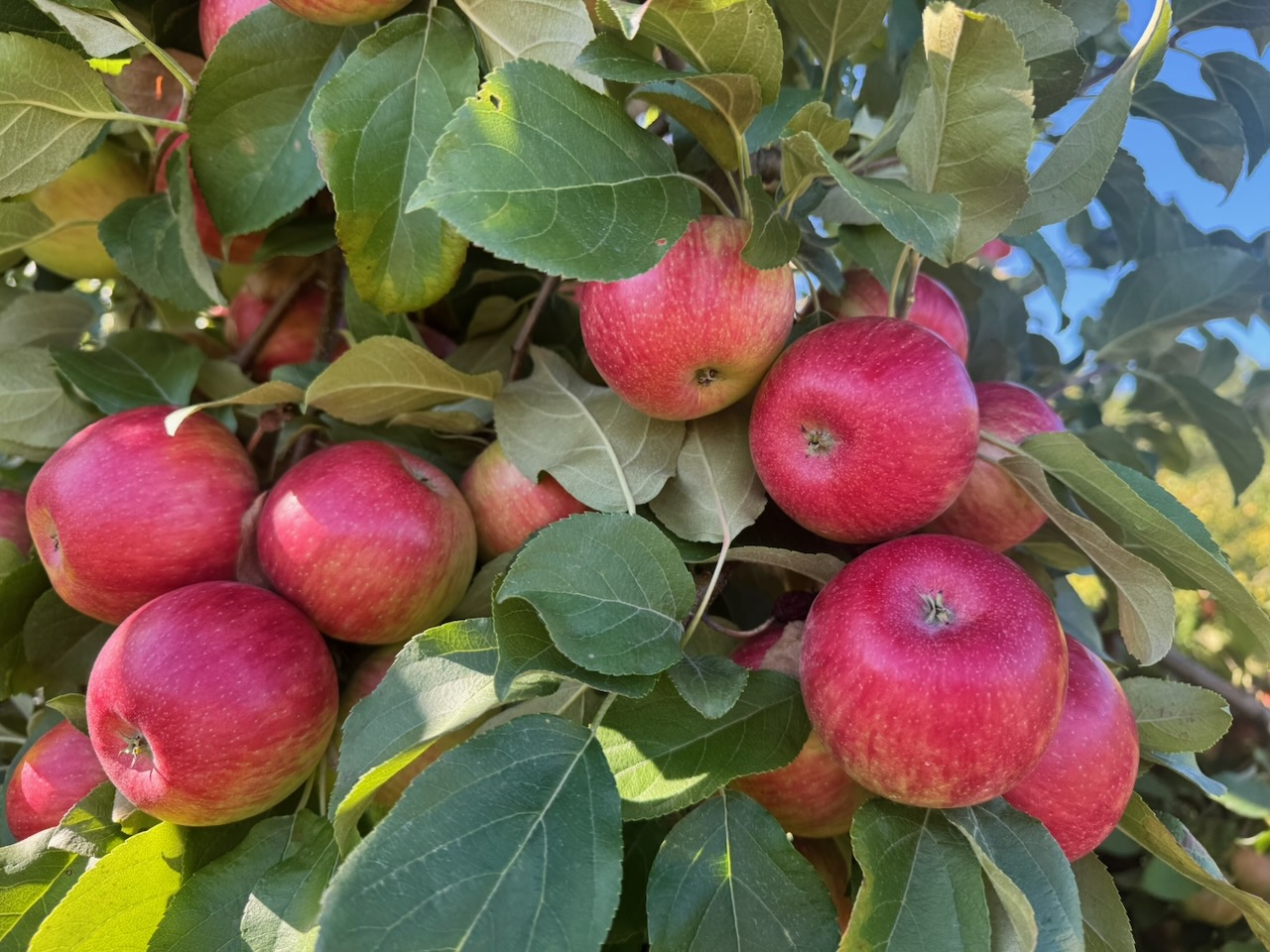 apples on a tree