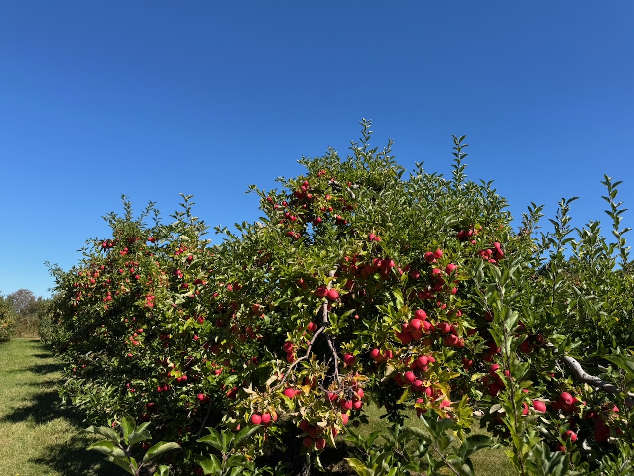 apples on a tree