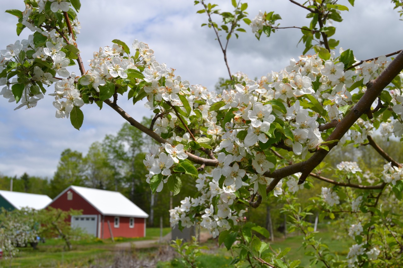 apple blossoms with farmstand in the background