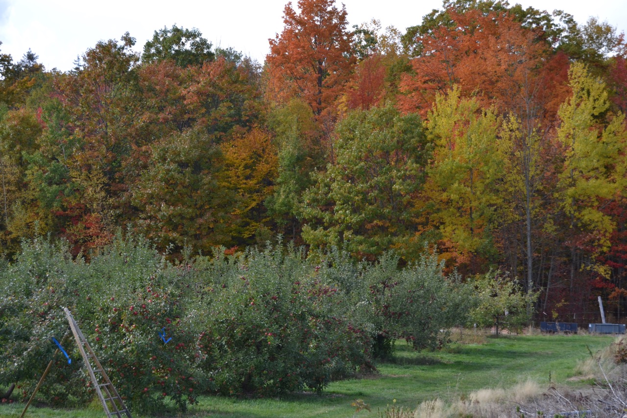 fall foliage behind the orchard
