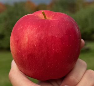 autumn crisp apple