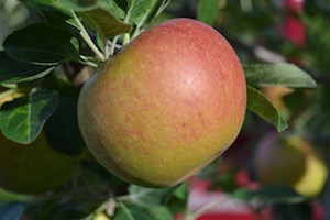 Cox's Orange Pippin apple