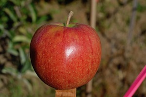 Elstar apple