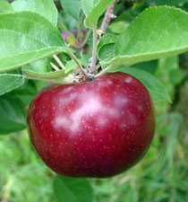 macoun apple