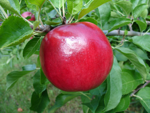 Prima apple