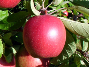 spencer apple
